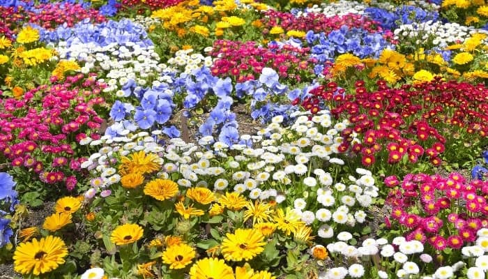 Many different flowering plants in a garden in full bloom.