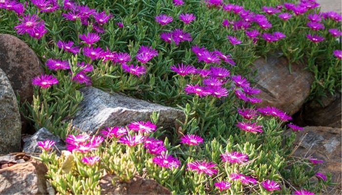 Mounds of purple ice plants in full bloom growing on a hillside with large rocks.