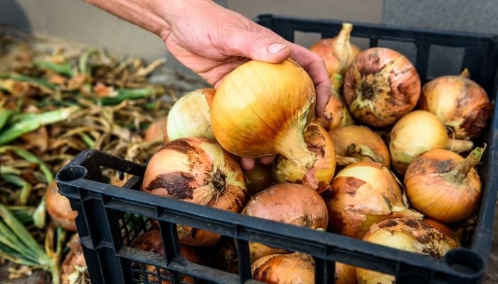 A man adding another onion to an almost-full storage bin after harvest.