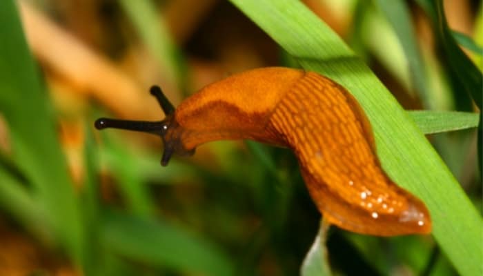 An orange slug climbing up a slender green leaf.