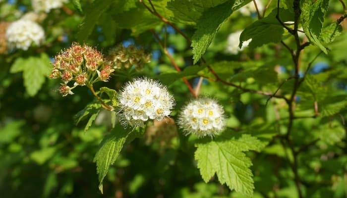 The foliage and flowers of Pacific ninebark.