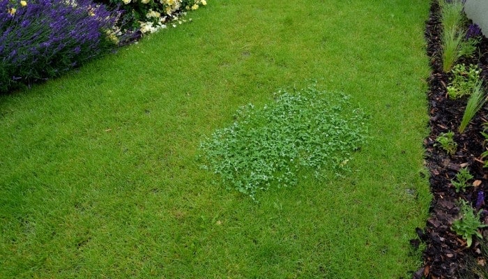 A nicely manicured lawn with a patch of weeds growing in the center.