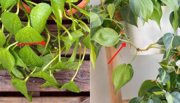 Side-by-side comparison of pothos and philodendron petioles.