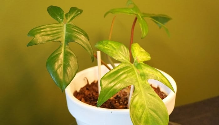 A Philodendron Florida Beauty Green plant with three healthy leaves.