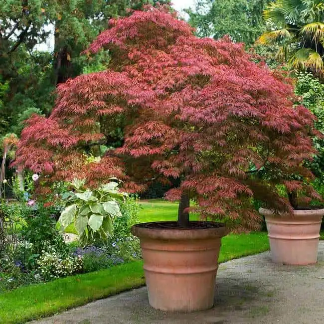Shop Japanese Maple Trees Online – Fast Growing Trees