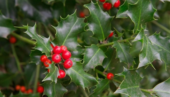 A healthy holly plant with bright-red berries.