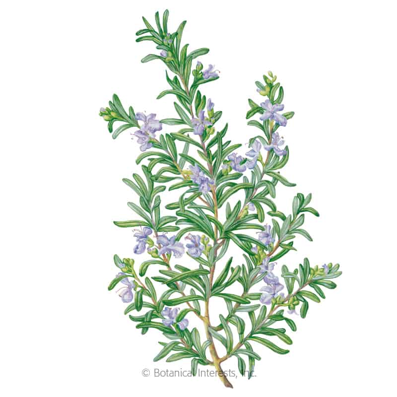 Rosemary Seeds (Heirloom) - Botanical Interests