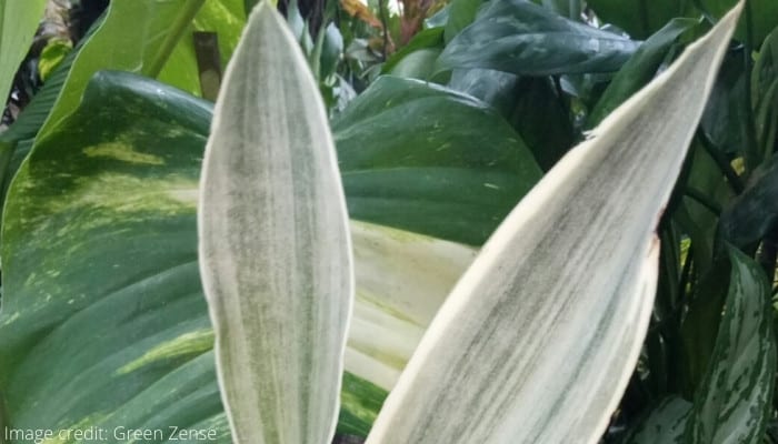 The top portion of leaves from a Sansevieria aubrytiana ‘Sayuri’ plant.