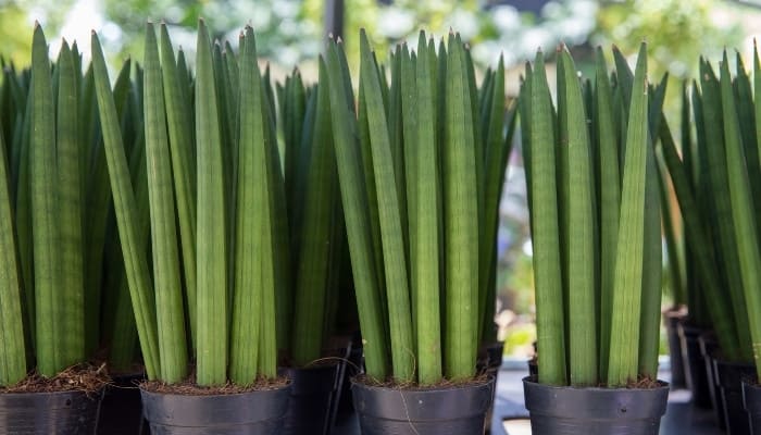 Multiple Sansevieria cylindrica plants in black plastic pots.