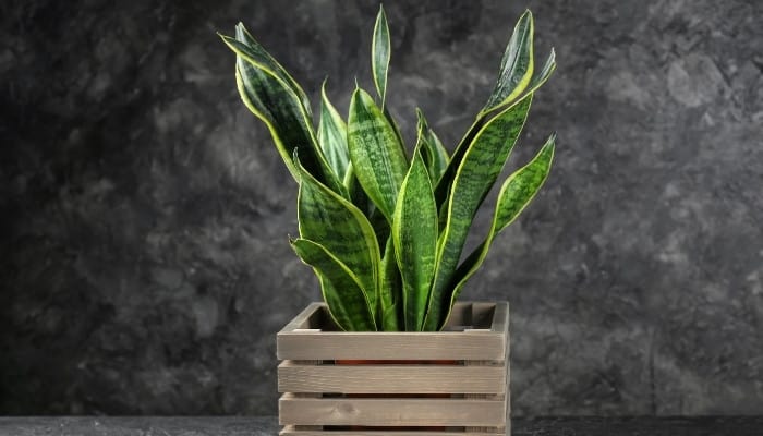 A Sansevieria (snake plant) in a decorative crate against a mottled gray background.