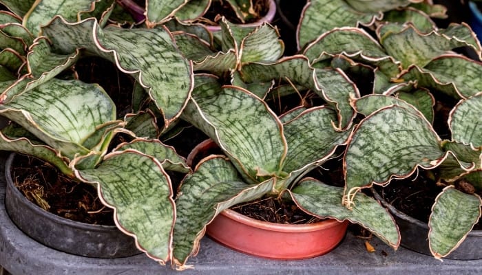 Several Sansevieria kirkii Silver Blue plants in plastic pots.