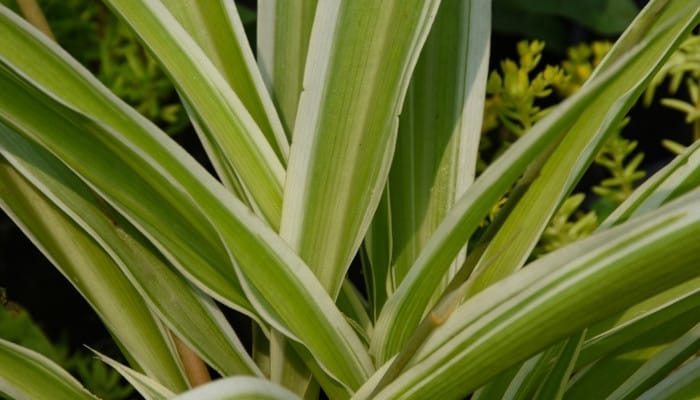 A variegated Sansevieria parva plant's leaves.