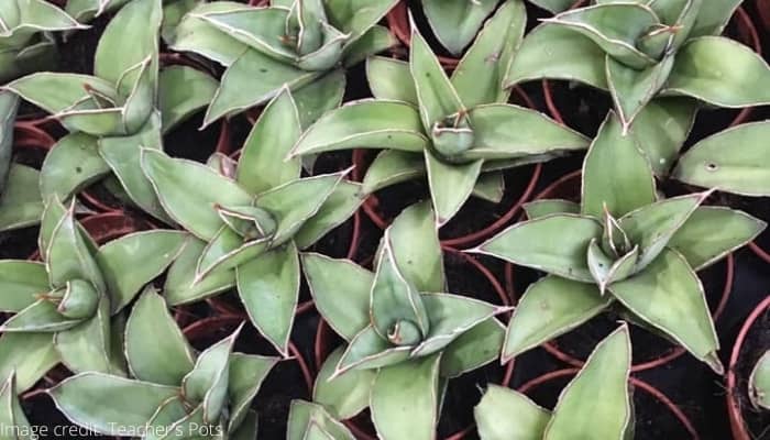 Several small Sansevieria powysii ‘Blue Kew’ plants grouped together.