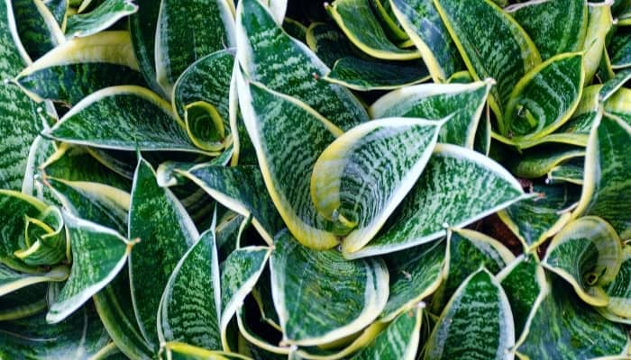 Up-close look at several Sansevieria trifasciata ‘Golden Hahnii’ plants.