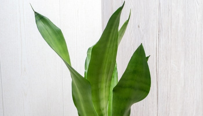 A look at the long, narrow leaves of the Sansevieria trifasciata ‘Moonshine’ plant.