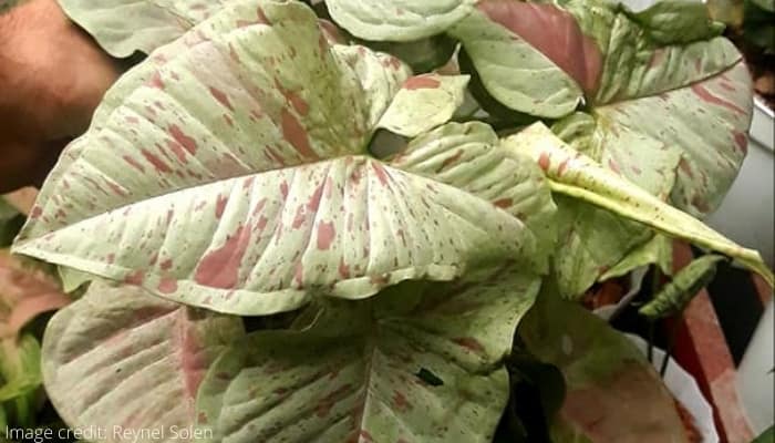 The leaves of the rare Syngonium podophyllum Milk Confetti.