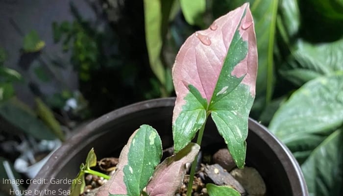 Up-close look at the leaves of Syngonium podophyllum ‘Red Spot'.