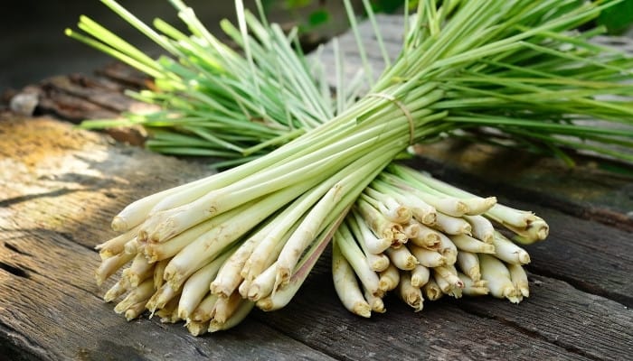 Two bunches of freshly harvested lemongrass on a wood table outside.