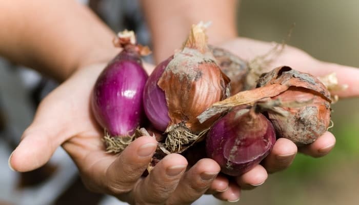 A woman with outstretched hands holding freshly harvested purple onions.