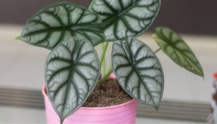 The silvery leaves of a small Alocasia baginda Silver Dragon in a pink pot.