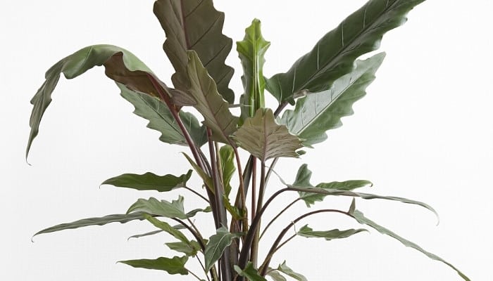 A healthy, multi-leaved Alocasia lauterbachiana ‘Purple Sword’ plant against a white background.
