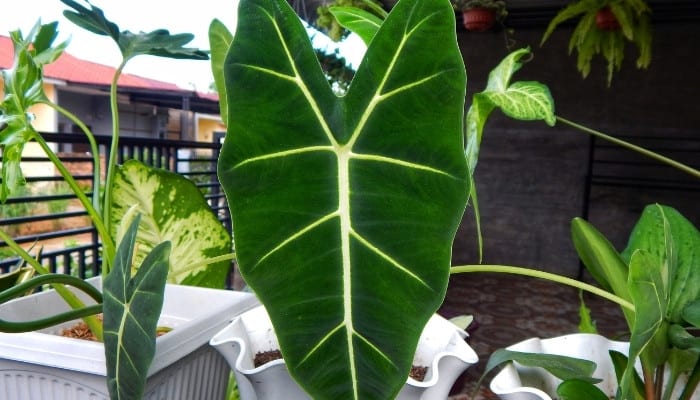 An Alocasia micholitziana ‘Frydek’ plant outside on a covered patio.