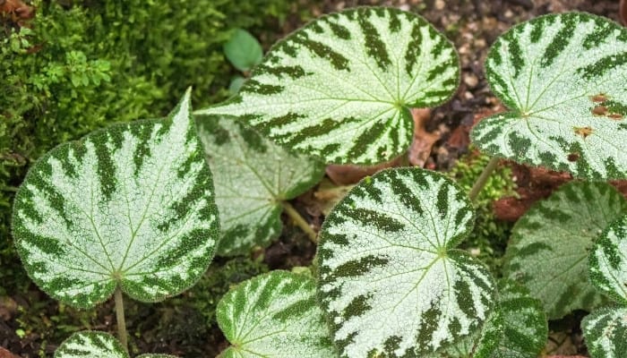 A close look at the leaves of Begonia imperialis in the garden.