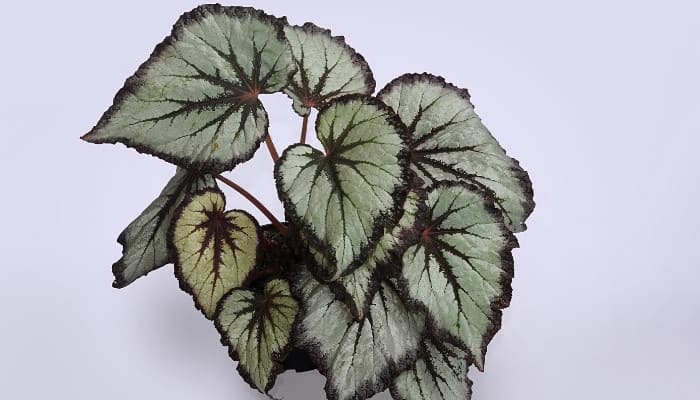 The striking foliage of Begonia Rex against a gray background.