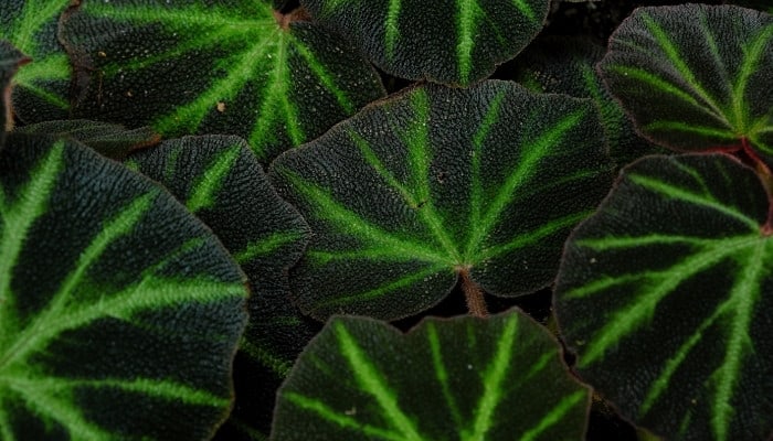 Close-up look at the deep-green leaves of the Begonia soli-mutata plant.