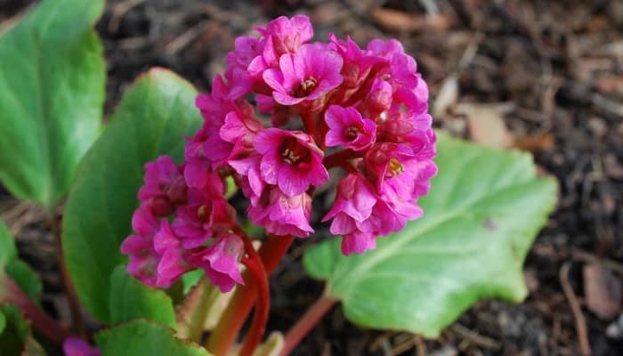 The pink blooms of Bergenia cordifolia.