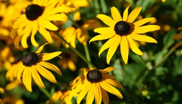 The flowers of the Black-Eyed Susan plant.