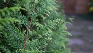 Cutting Back Leylandii Trees & Shrubs: When and How To Do It