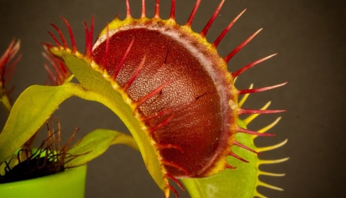 An extreme close-up shot of a single trap of a Venus flytrap plant.