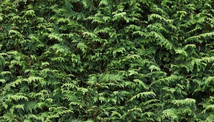 A close look at a large leylandii hedge.