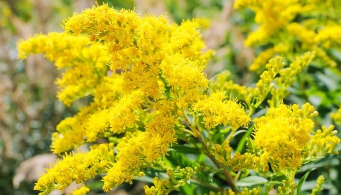 A close-up look at the feathery flower of the yellow goldenrod plant.