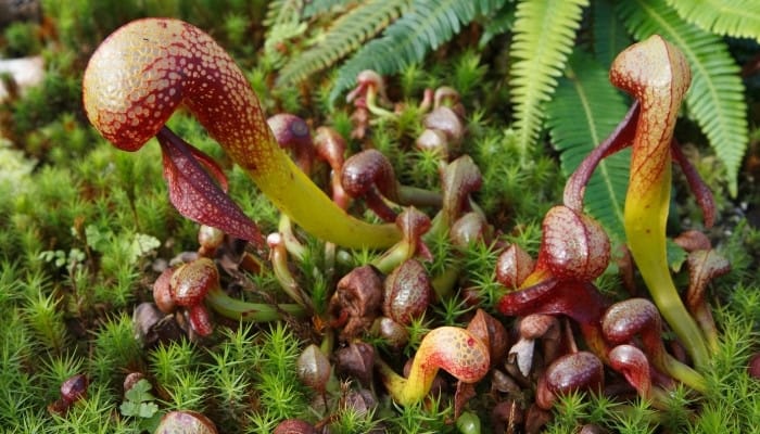 The cobra lily plant in nature, technically called Darlingtonia californica.