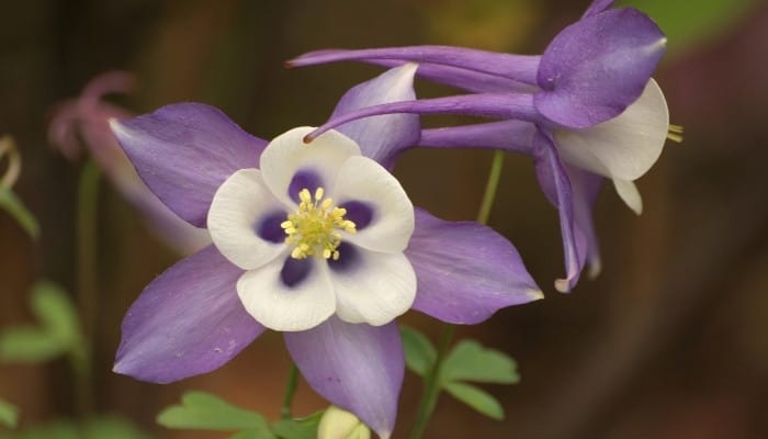 Pretty purple and white columbine flowers.