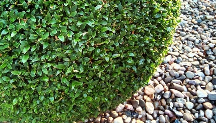 A recently pruned common boxwood beside a garden pebble pathway.