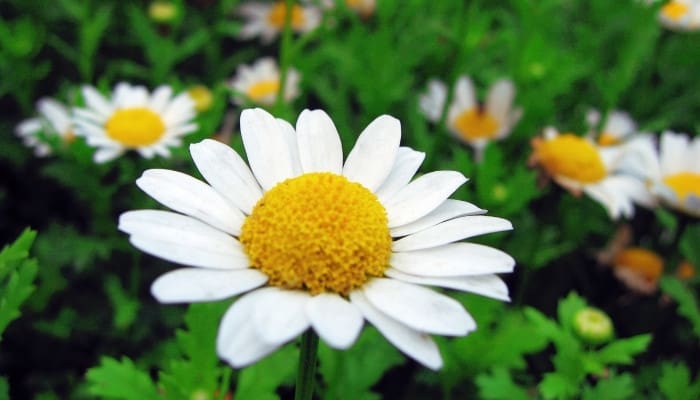 A common daisy flower with more in the background.