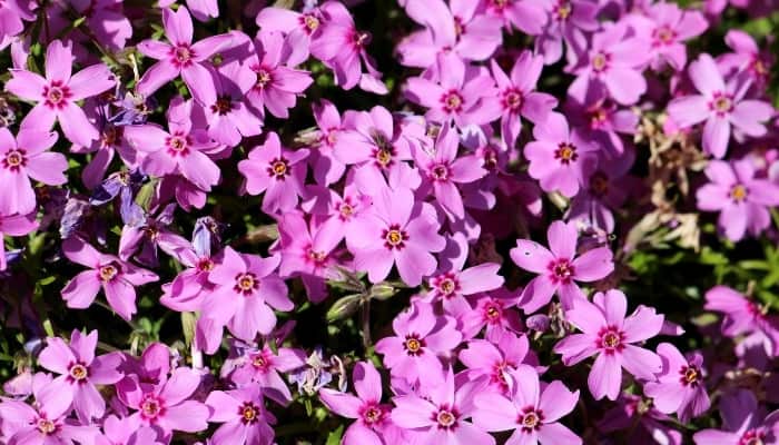 Phlox stolonifera or creeping phlox.