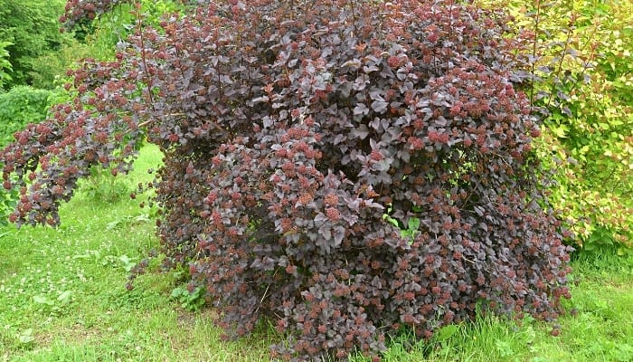 A diablo ninebark bush with flower buds almost ready to open.