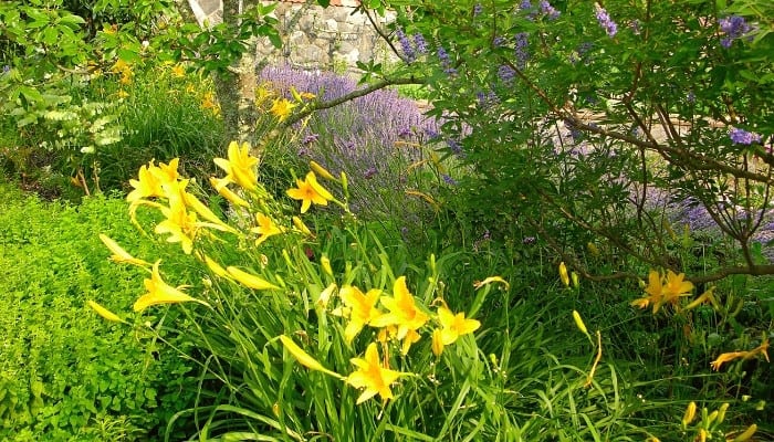 Companion Plants for Daylilies: List of 15 Show-Stoppers