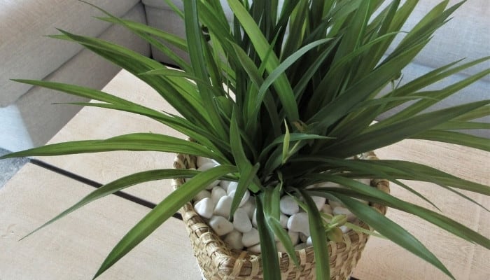 A type of Dracaena plant with white stones for mulch sitting on a coffee table.