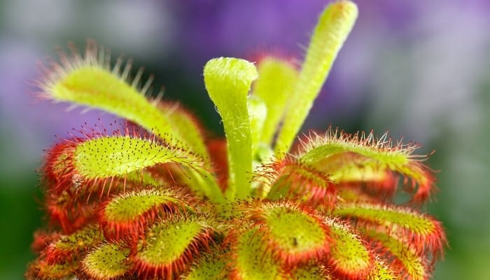 Close-up look at Drosera aliciae.