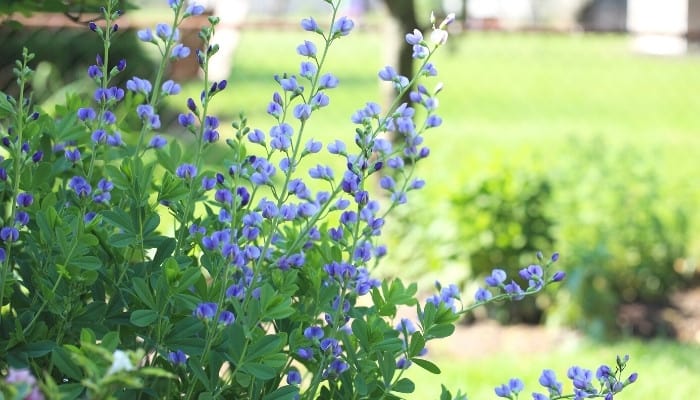 A blooming false indigo plant (Baptisia australis) in the garden.