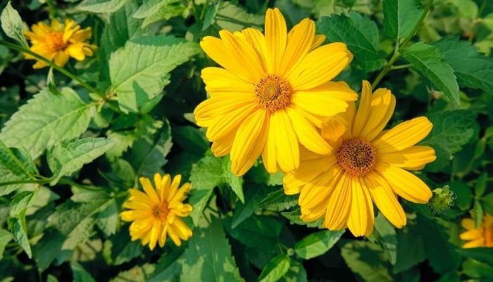 Several cheerful blooms of the false sunflower plant.