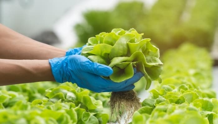 A woman wearing blue gloves lifting one lettuce plant from a hydroponic system.