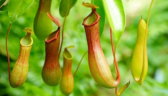 Five traps of the Nepenthes plant hanging midair in a tropical setting.