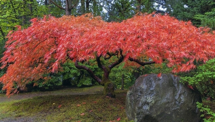 A Japanese maple tree in autumn covered with brilliant red leaves.