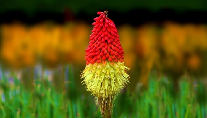 The flower of Kniphofia or red hot poker plant.